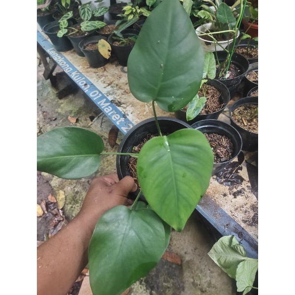 monstera king remaja