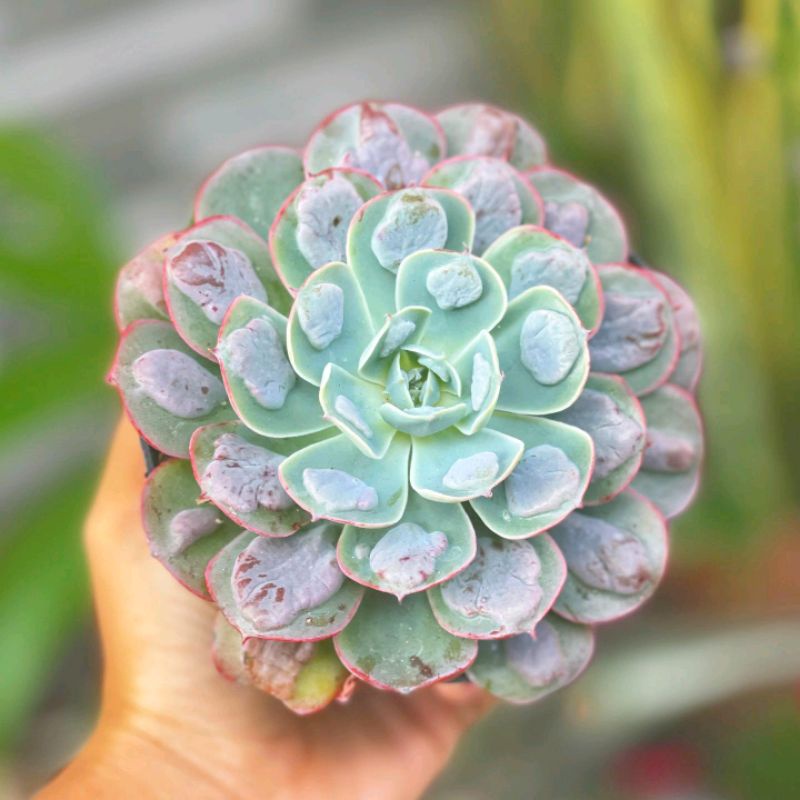 Sukulen Echeveria Raindrop