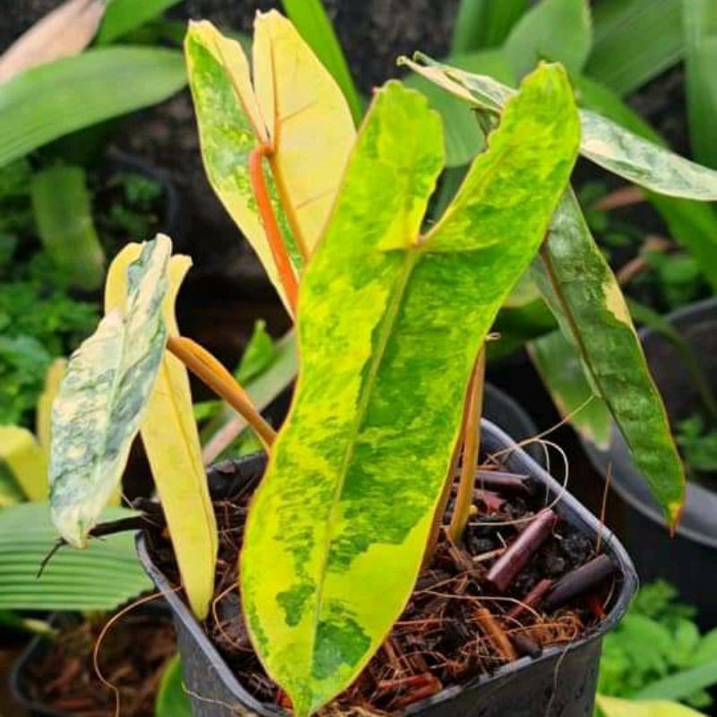 Bibit Bonggol Philodendron Kabel busi Varigata