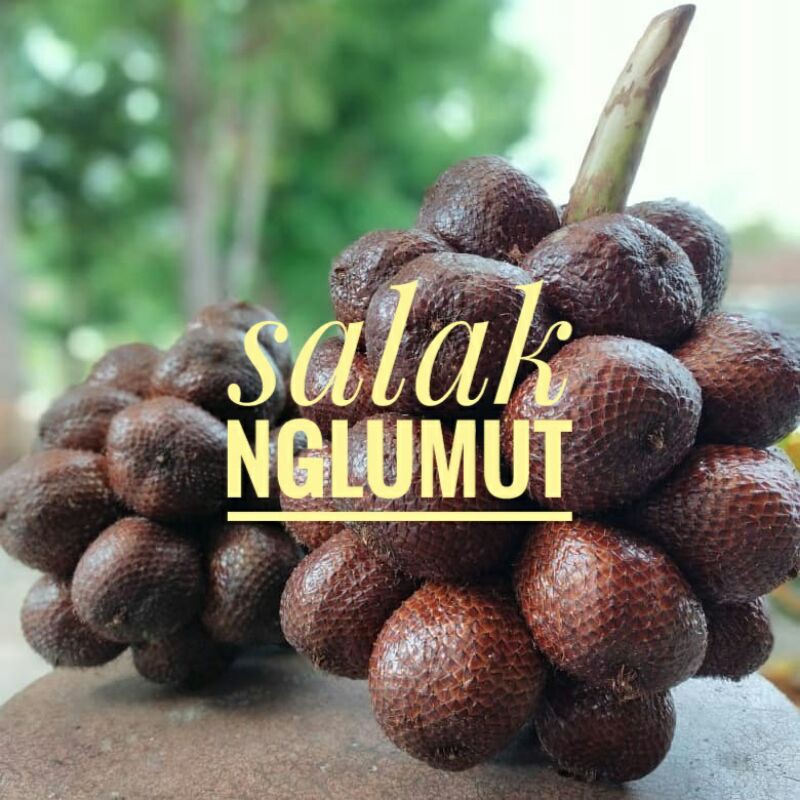 

Salak Nglumut Asli Jogja / 5kg