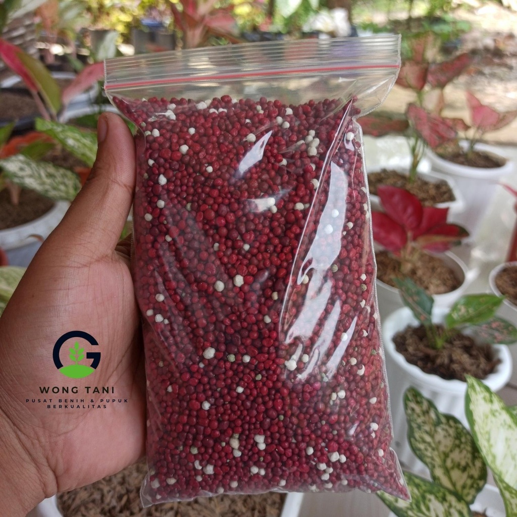 Pupuk Merah Aglonema Slow Release SK COTE Precise 500gr Osmocote Terbaik