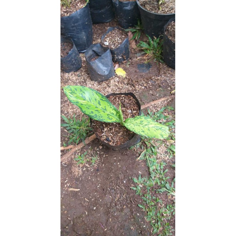 tanaman hias aglonema langka