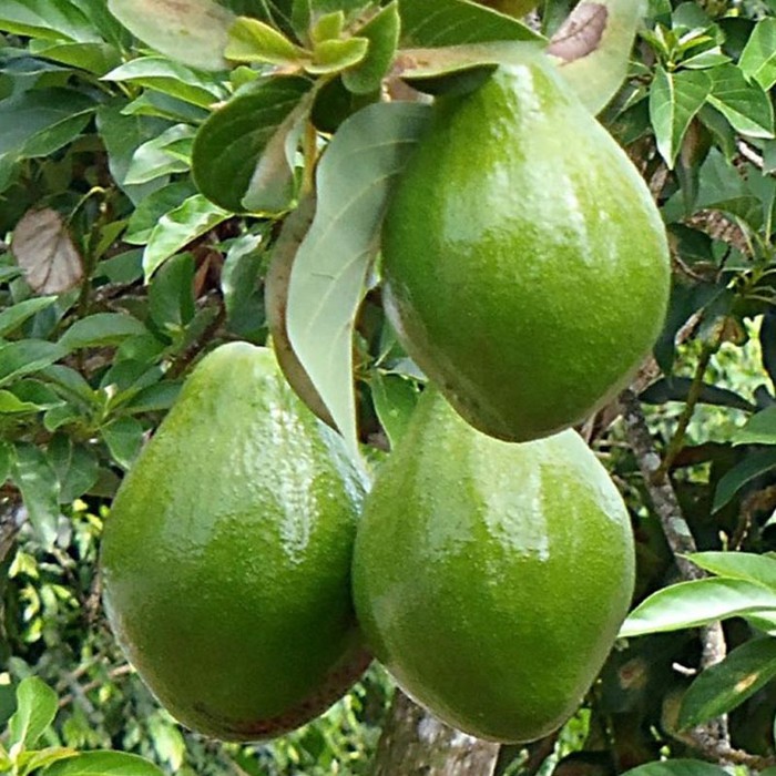 

Bibit Buah Alpukat Miki - Tinggi 60cm