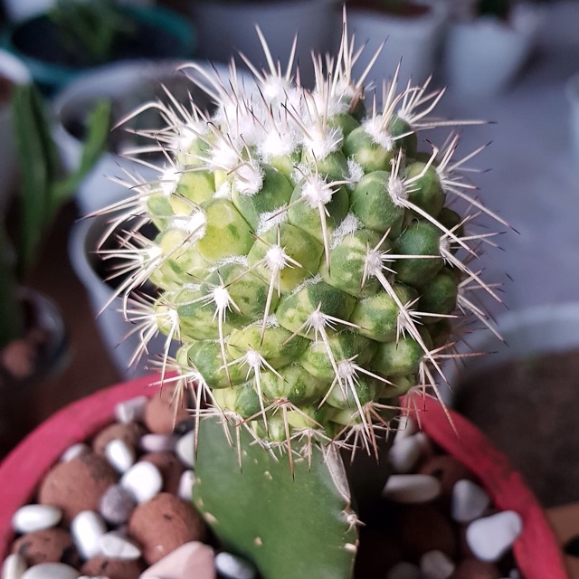 Kaktus ownroot