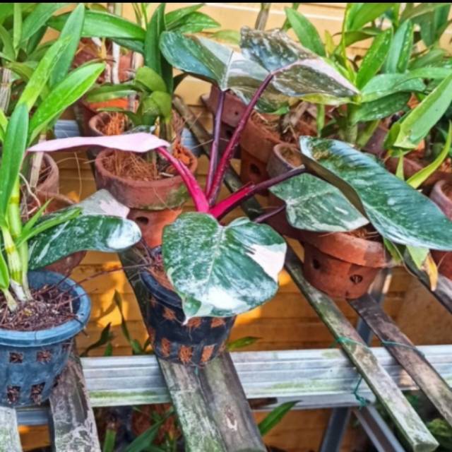 Tanaman hias philo princes pink