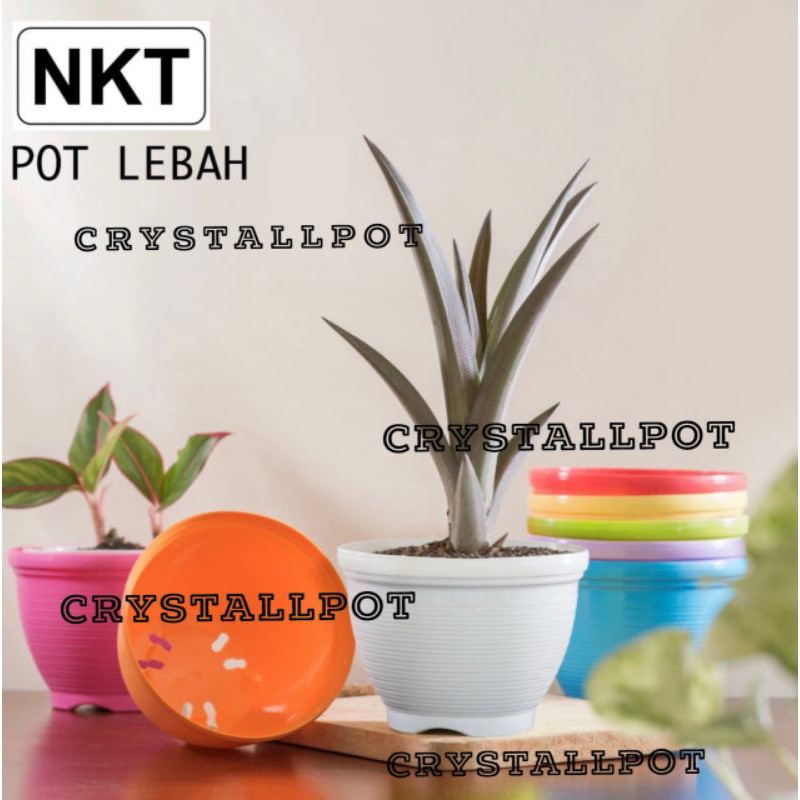 Pot bunga lebah warna warni 15cm