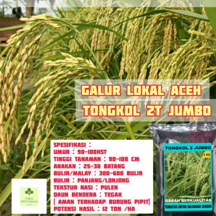 [KODE LG0ZD] COD tongkol2 jumbo benih padi Galur lokal Aceh berkualitas.