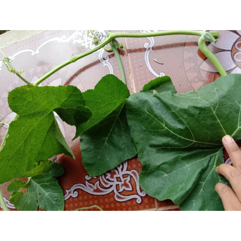 

daun pucuk labu 250 gram