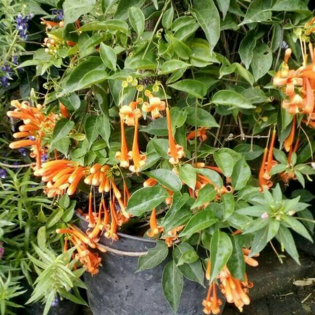 Tanaman Rambat Flame Vine Orange Atau Bunga Terompet Shopee