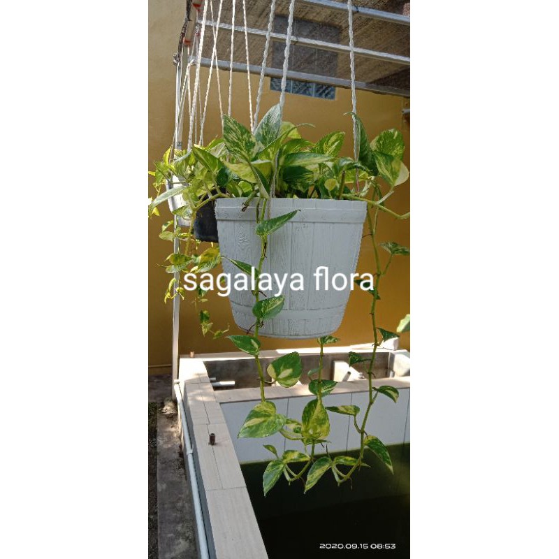 tanaman gantung sirih gading perpucuk