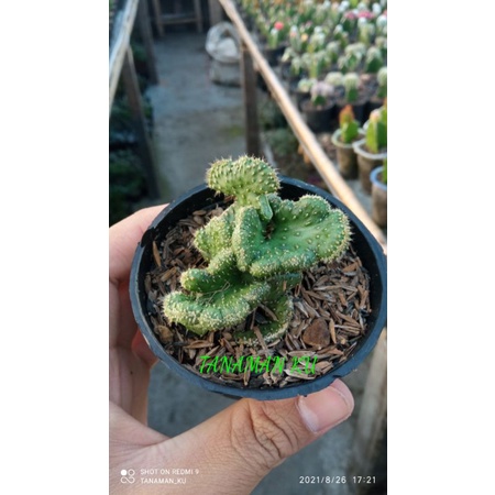 Opuntia Tuna / Kaktus Babat