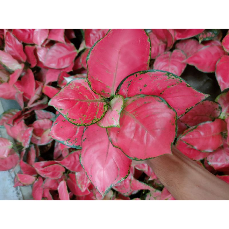 Aglonema red anjamani jumbo