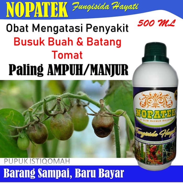 Obat Busuk Buah & Batang Tomat - Nopatek Obat Busuk Buah Tomat - Nopatek Fungisida Hayati Paling AMP