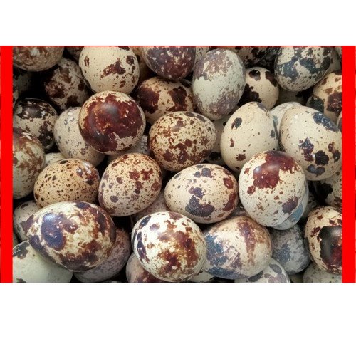 

Telur Puyuh Baru Dari Kandang 12Butir | Pasar Induk Pekanbaru #Harga_Grosir