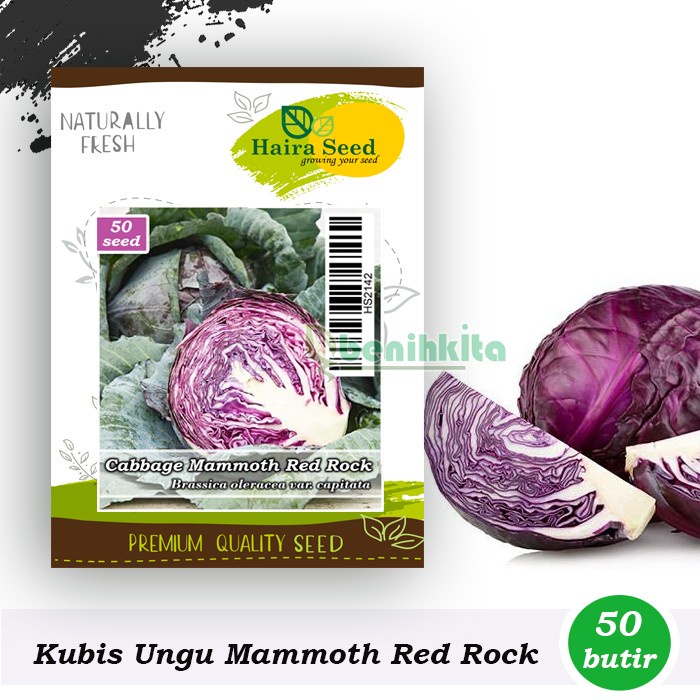 Benih-Bibit Kubis/Kol Ungu Mammoth Red Rock (Haira Seed)