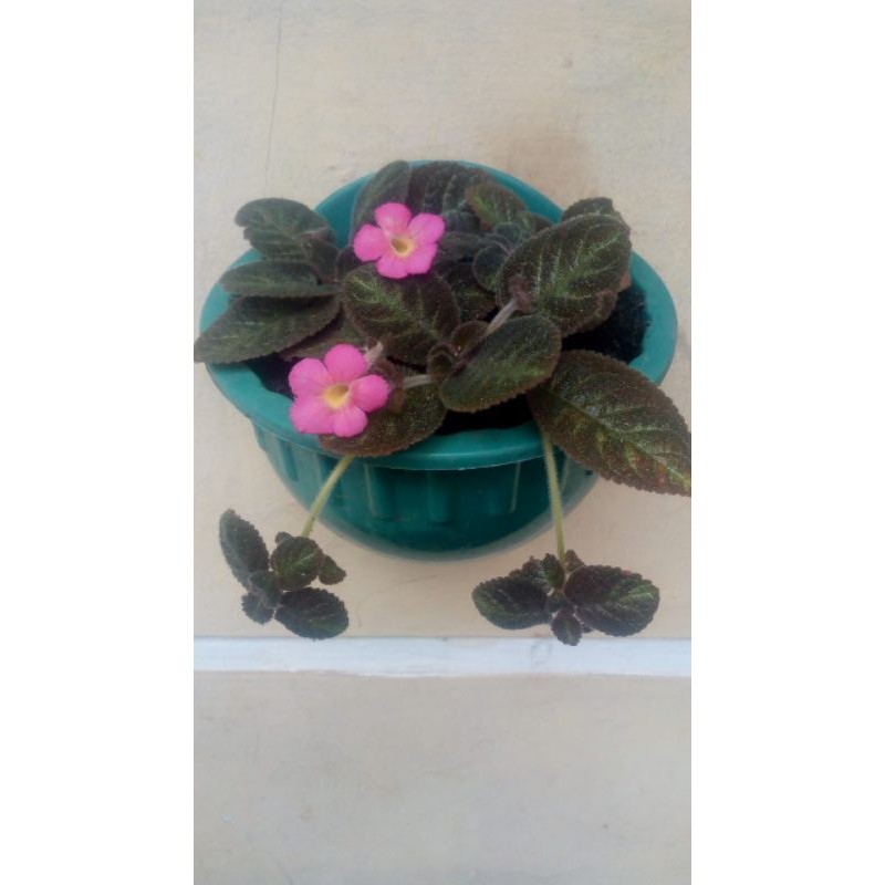 Tanaman Gantung Episcia Pink Panther
