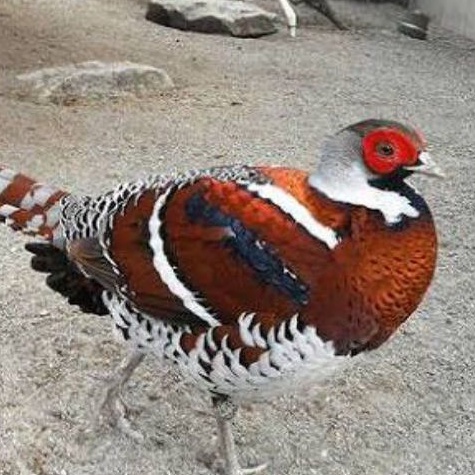 

telur ayam hias Elliot Pheasant