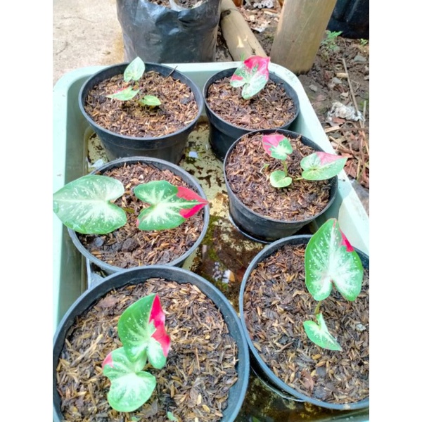 bibit keladi cat tumpah bibit ungul hasil tanian lokal