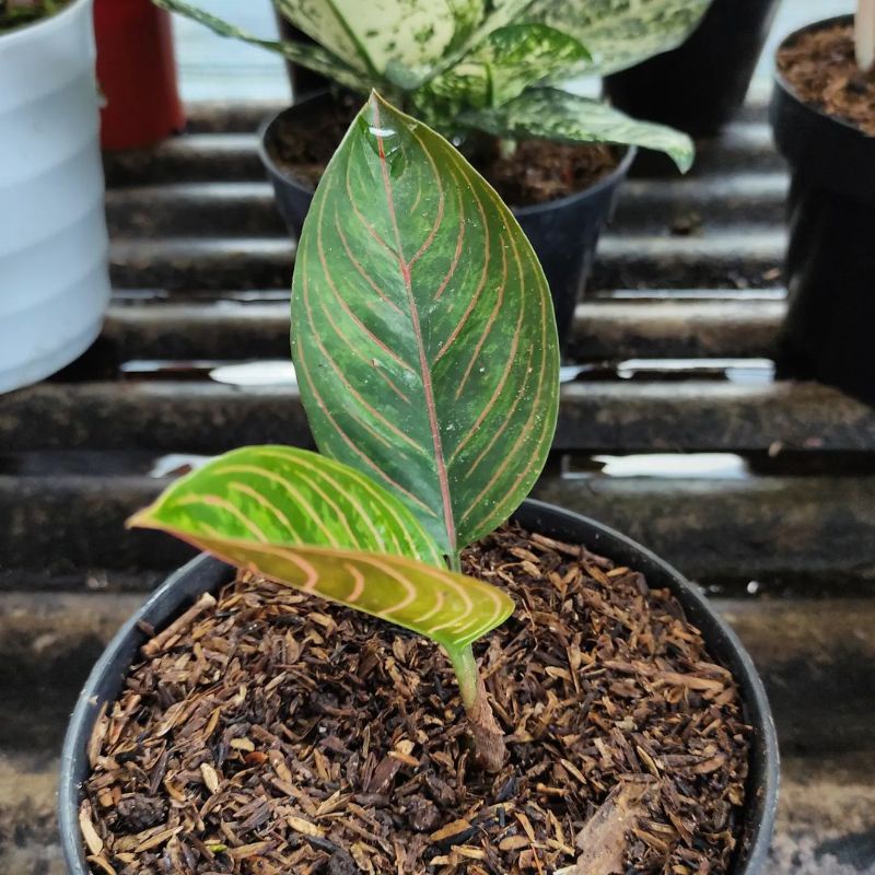 aglonema Kresna black//kresna black aglonema