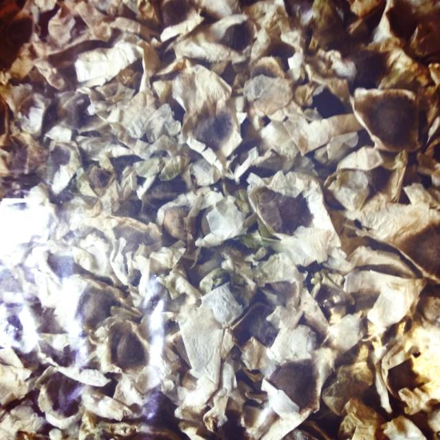 

Ready stock Biji Kelor Moringa Oleifera 1kg 1000gr jakarta