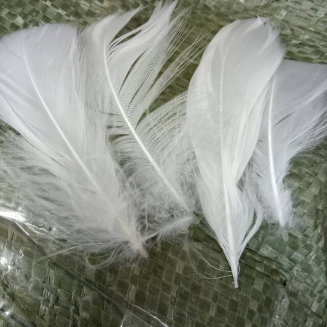 bulu ayam putih bahan craft hiasan aksesoris