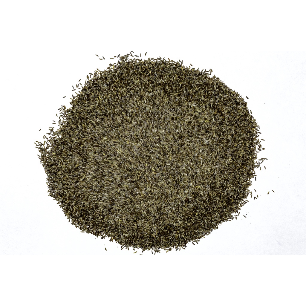 Mungsi Arab 1 Kg Mugwort Seed Biji Baru Cina Artemisia vulgaris Sudamala