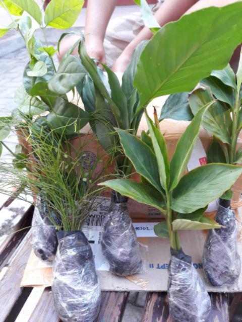 Tanaman Air Mancur / Russelia Equisetiformis