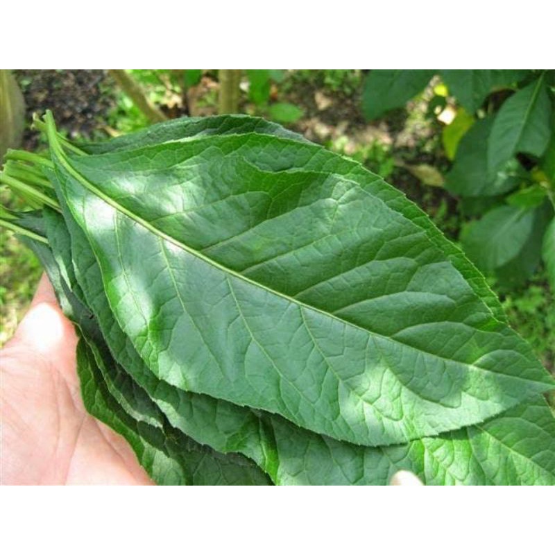 

Herbal daun afrika segar/daun afrika selatan 500 gr