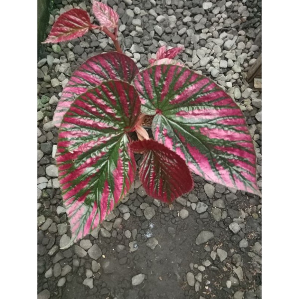 Tanaman Begonia Rex Walet