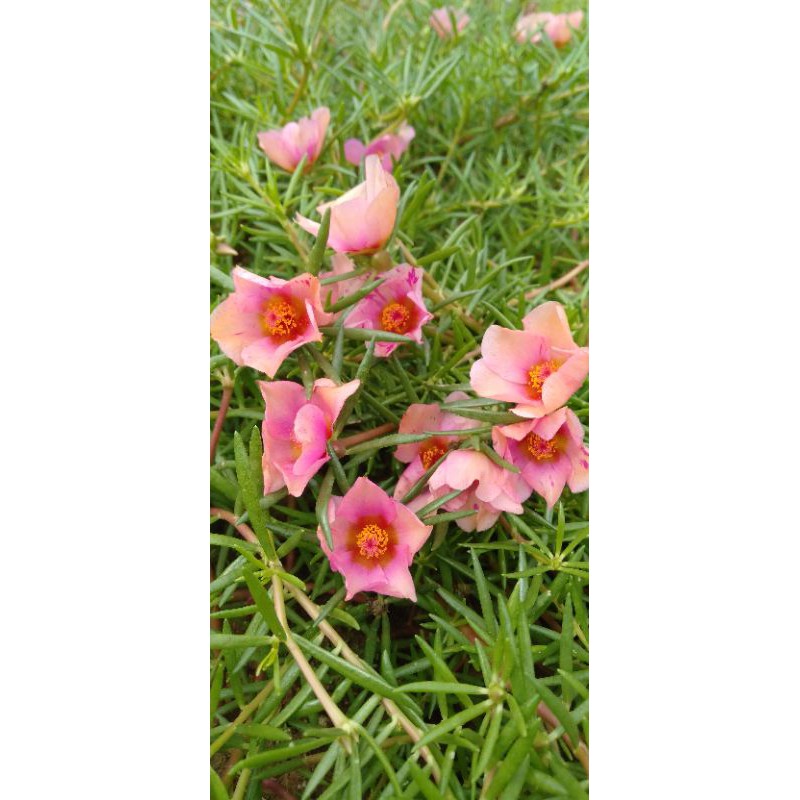 Krokot Tiara peach fire