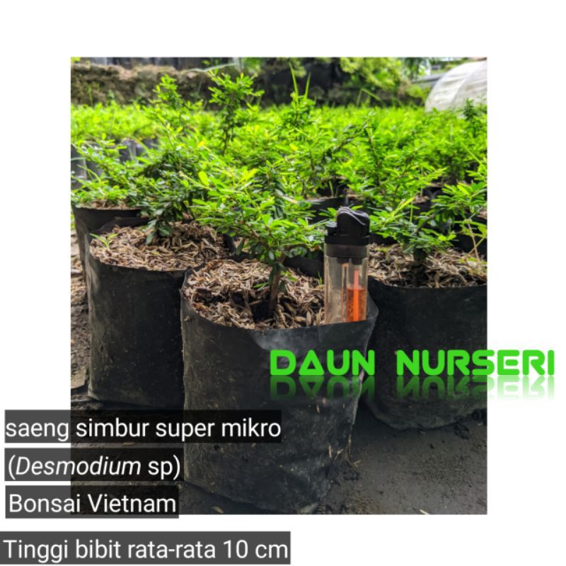 bibit bonsai saeng simbur super mikro (Desmodium sp)