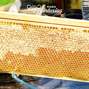 

JUAL SARANG MADU/HONEY COMB MURNI 500 GRAM