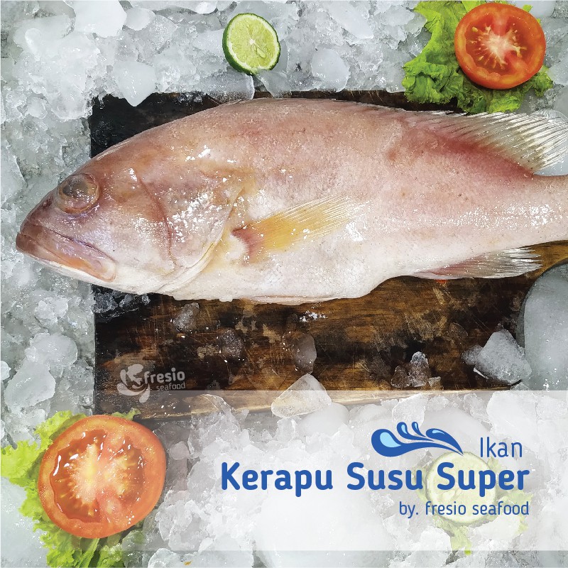 Jual Ikan Kerapu Segar Ikan Laut Segar Kiloan 2 Ekor Pack 11 Kg Indonesiashopee Indonesia