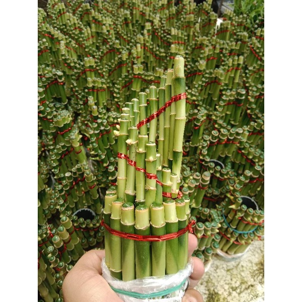 Bambu hoki spiral sri rezeki