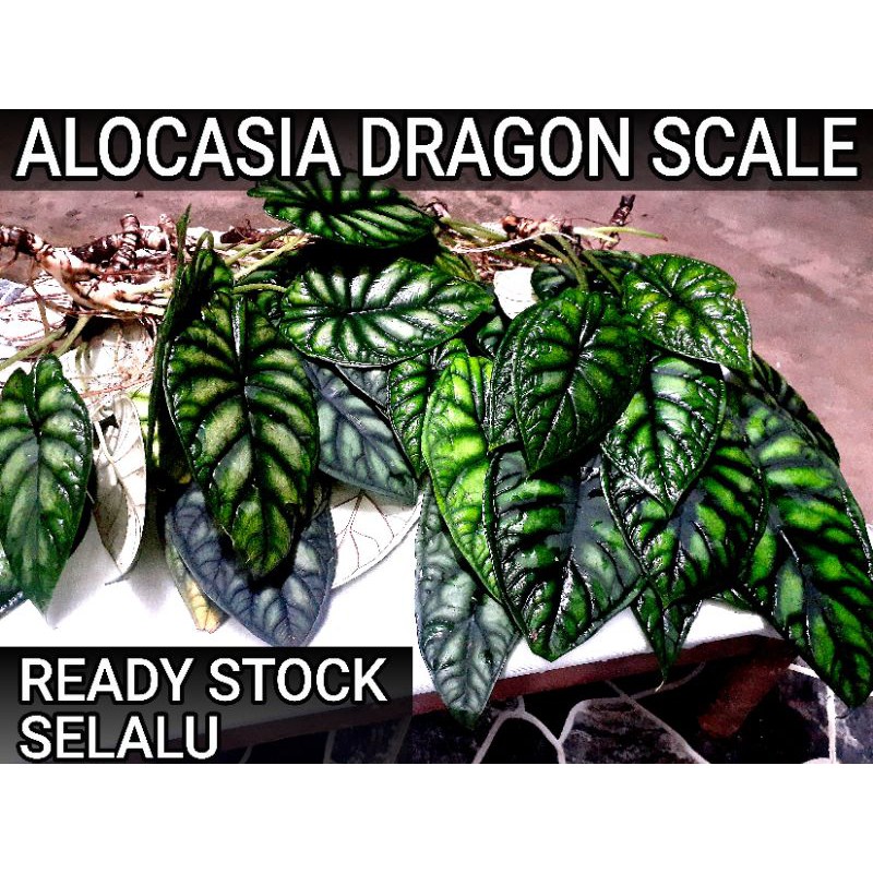3 SAMPE 5 DAUN Tanaman bunga Keladi hias Tengkorak Alocasia alokasia DRAGON SCALE silver hidup murah