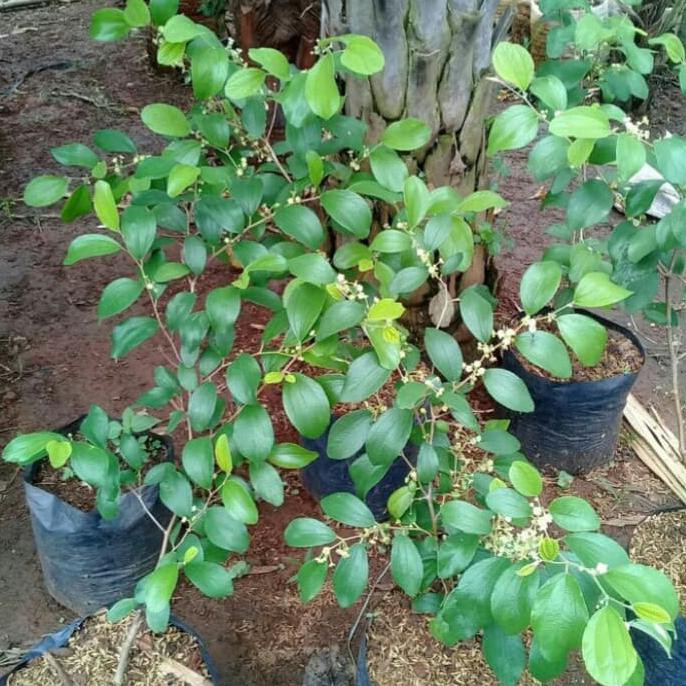 TERBAIK Bibit Tanaman Buah Apel Putsa/Pohon Buah Apel Putsa Siap Berbuah TERMURAH