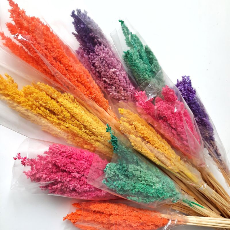 BUNGA CANTEL KERING WARNA - DRIED FLOWER - BUNGA KERING