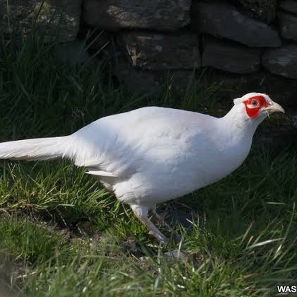 

TELUR AYAM HIAS RINGNECK PHEASANT JENIS WHITE FERTIL ASLI UNTUK TERNAK