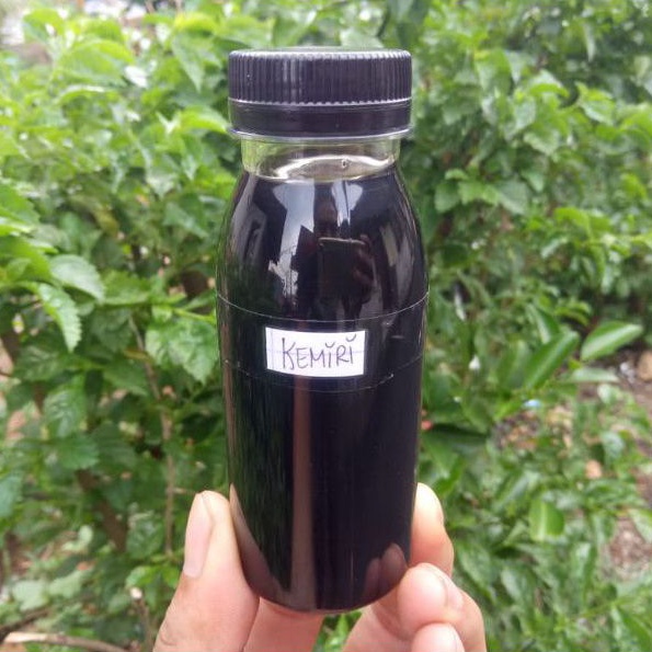 minyak kemiri bakar black original menyuburkan rambut