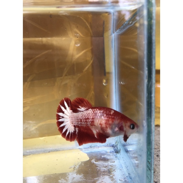 Female FCCP Red Head