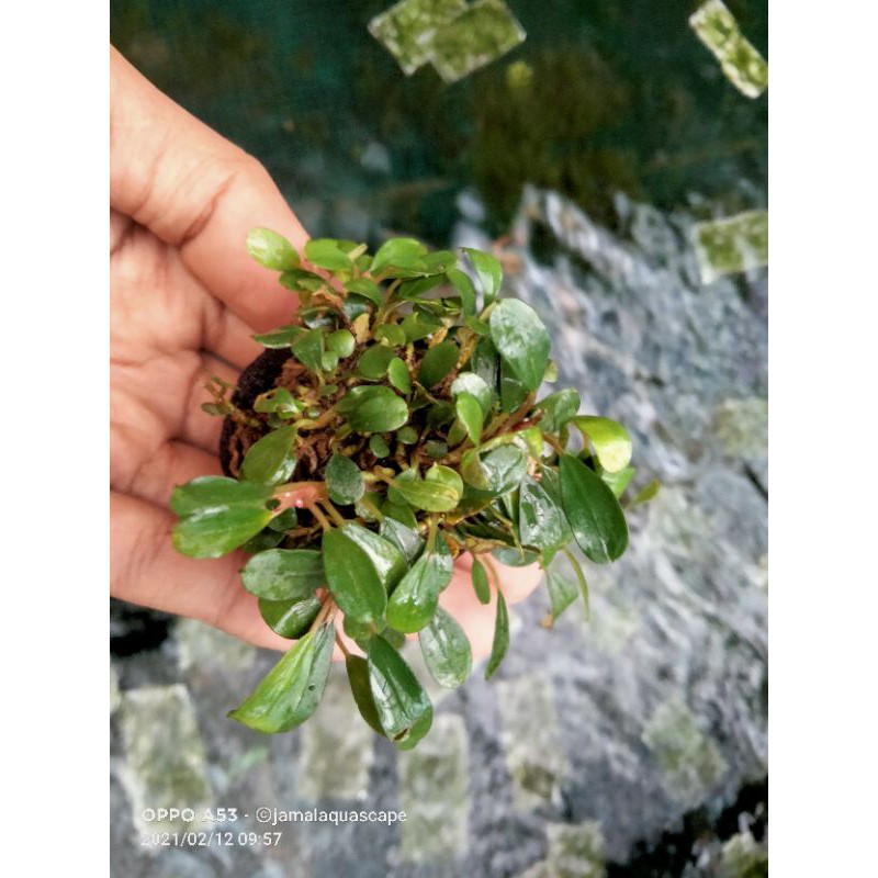 Bucephalandra Media Wabikusa -Tanaman Air AQuascape