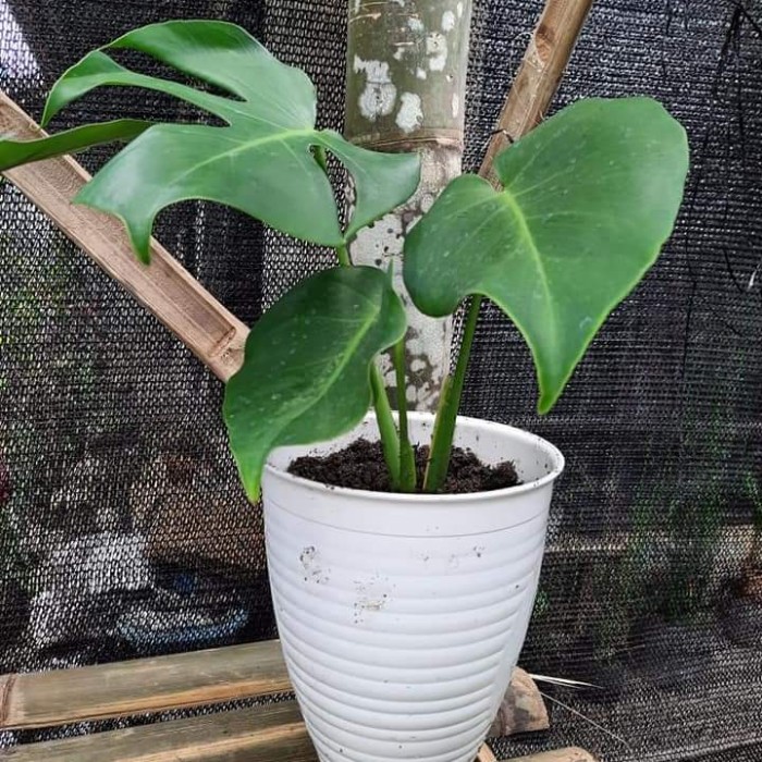 tanaman hias monstera king anakan