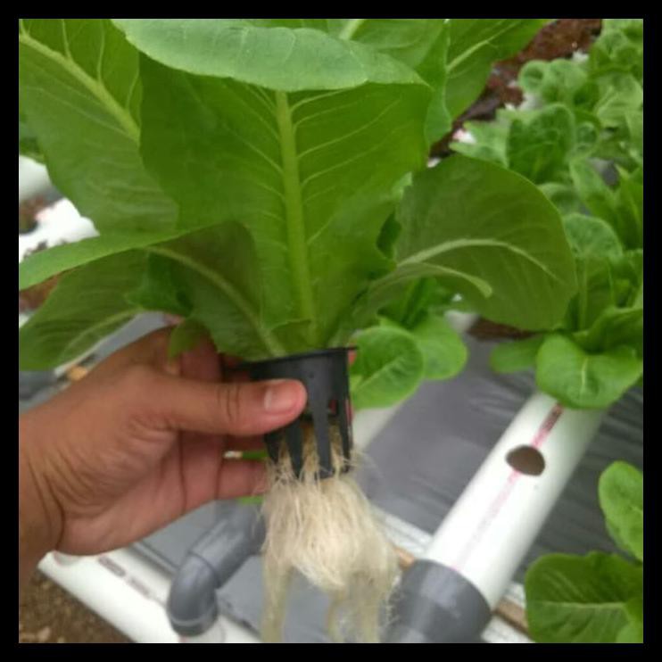 Benih Rijk Zwaan Rz Romaine Tiberius 5000Pills Kemasan Kebun
