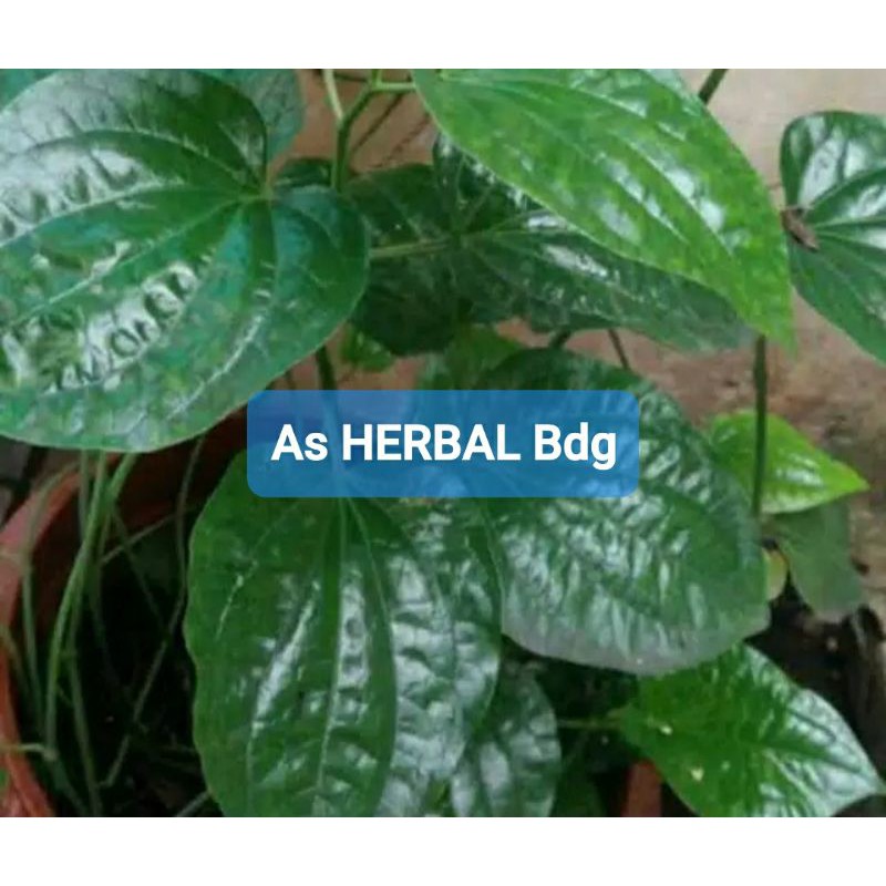 

Jual daun karuk sirih tanah hemat 250 gram-az