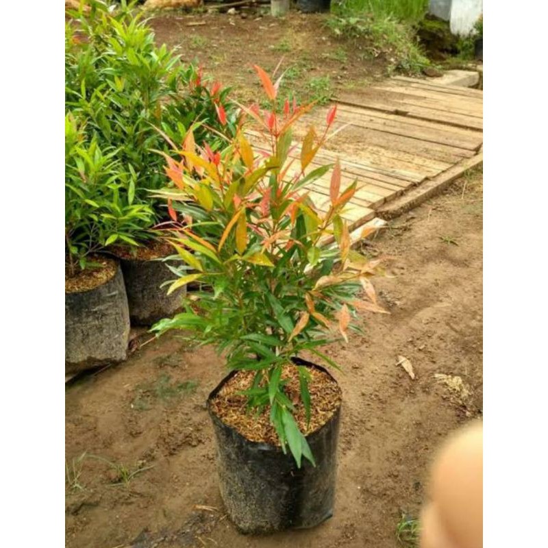 

Bunga Pucuk Bunga