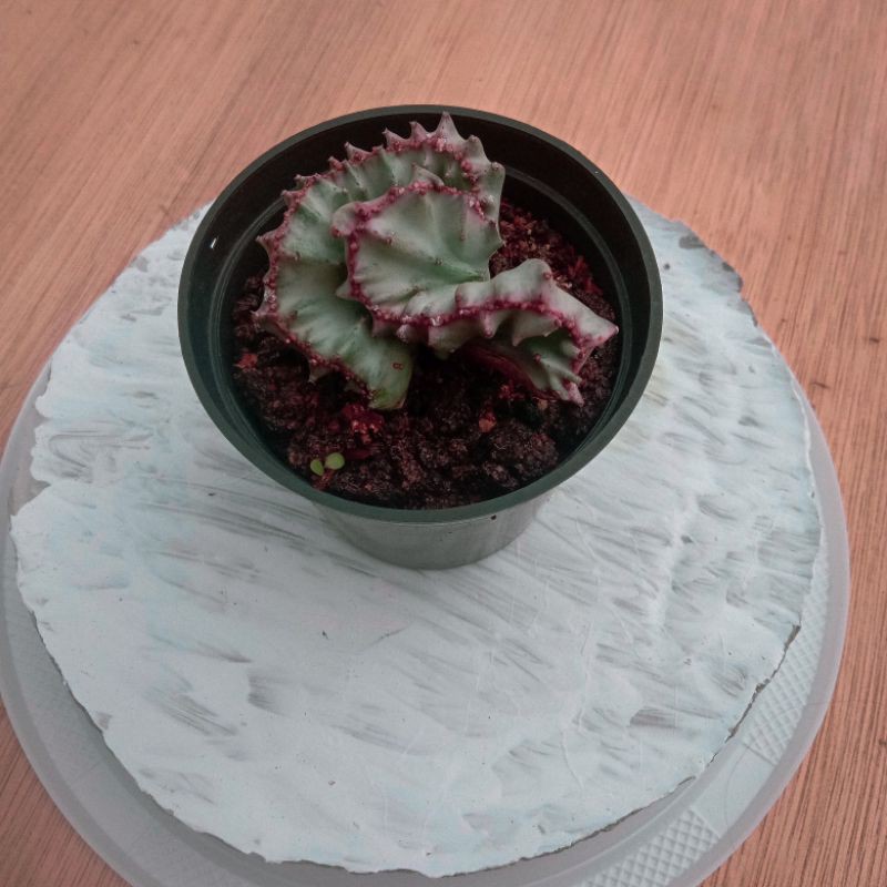 kaktus ownroot//euphorbia lactea cristata varigata//kaktus pink