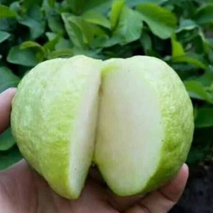 Xx Bibit Pohon Jambu Kristal-Bibit Jambu Kristal ~@@~