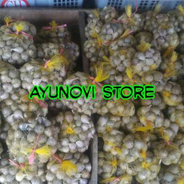 

Bawang lanang / bawang putih tunggal