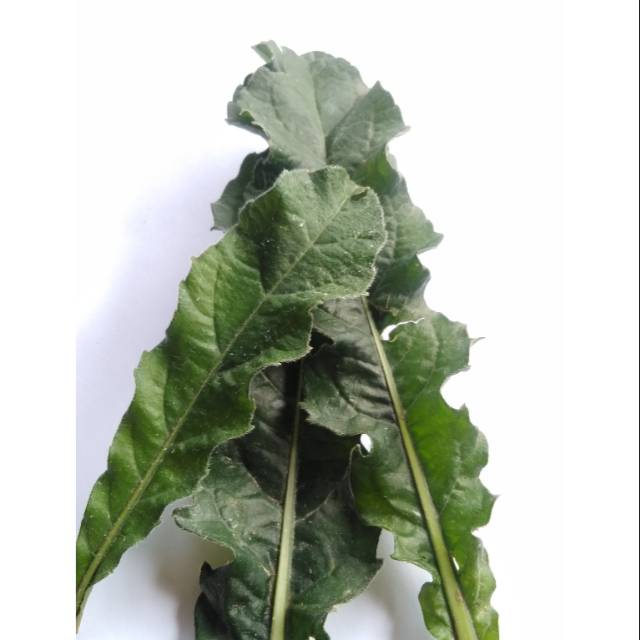 

DAUN TAPAK LIMAN / TAPAK LIMAN HERBAL / DAUN TAPAK LIMAN SEGAR