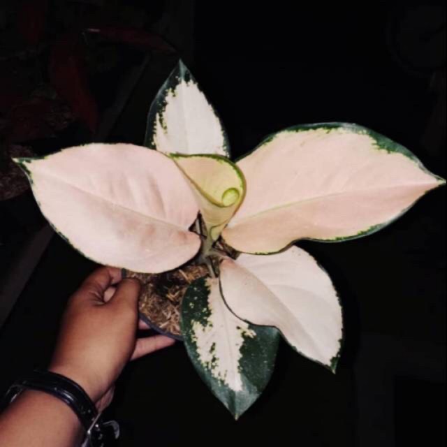 bibit tanaman hias aglonema Kocin Sutra / Bibit kocin sutra